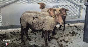 Après une course-poursuite, quatre moutons découverts vivants dans le coffre d’une voiture